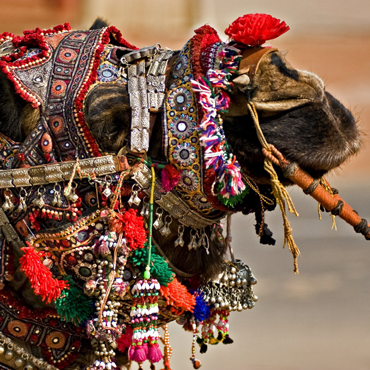 Camel Fair | Top 10 India