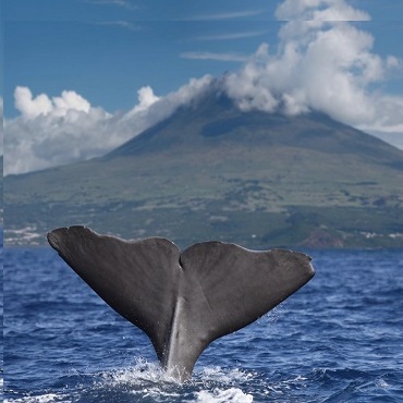 Le Balene a Pico nelle Azzorre | Top 5 Portogallo