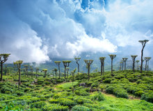 Piantagioni di Nuwara Eliya | #SriLanka #viaggigiovani Piantagioni di Nuwara Eliya