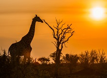 Kruger National Park [Nkambeni]