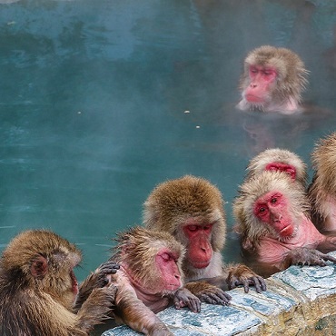 Giappone Snow Monkeys