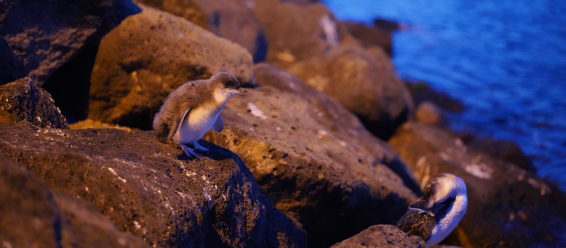 I pinguini di St Kilda