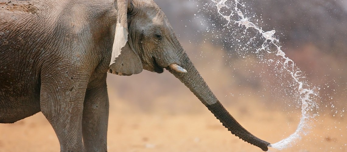 Elefante Tanzania