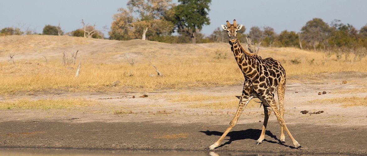 Giraffa Tanzania