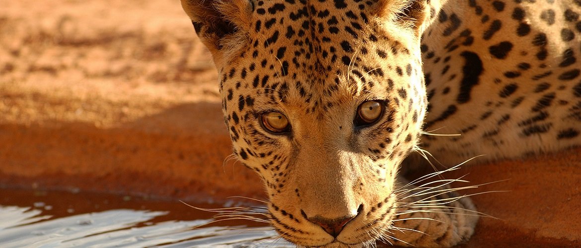 Leopardo Tanzania