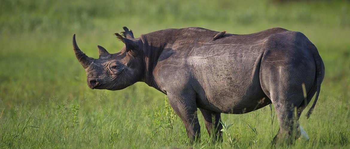 Rinoceronte Tanzania