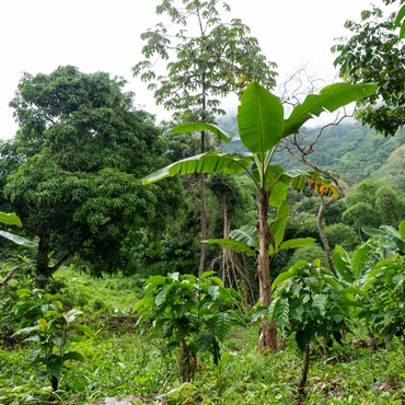 Riforestazione Colombia 2024 - Viaggigiovani.it