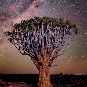 Stelle nel Kalahari | #viaggigiovani #Botswana Stelle nel Kalahari | Top 5 Botswana