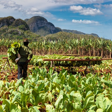 Le piantagioni di Tabacco di Vinales | #viaggigiovani #ViaggioCuba Le piantagioni di Tabacco di Vinales | Top 5 Cuba