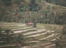 Terrazze di riso