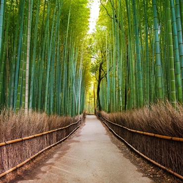 Arashiyama Bamboo Forest | Top 10 Giappone