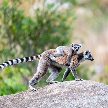 Madagascar Essential | Tour Piccoli Gruppi | #Madagascar #viaggigiovani Madagascar Essential | Tour Piccoli Gruppi