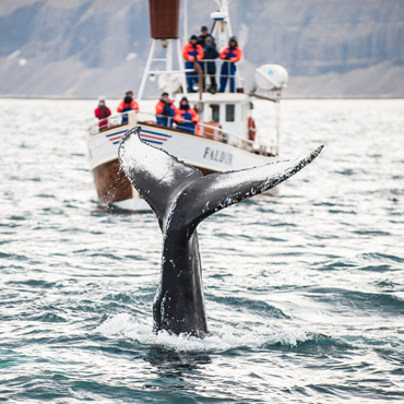 Whale watching | Top 5 Norvegia
