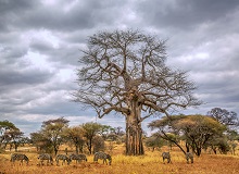 Un enorme baobab nel Tarangire