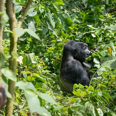 Gorilla Uganda | Top 5 Uganda