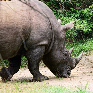 Rhino Fund di Ziwa | Top 5 Uganda | Ivan Sabayuki on Unsplash