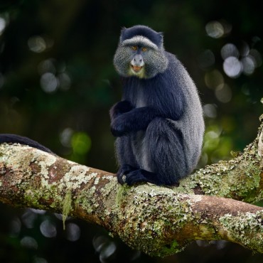 Uganda, safari tra i primati | Tour Piccoli Gruppi | #Uganda #viaggigiovani Uganda, safari tra i primati | Tour Piccoli Gruppi