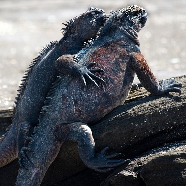  Iguanas | Top 3 Ecuador Galapagos