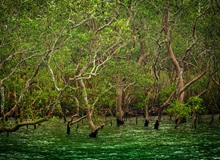 Le mangrovie di Sundarbans | Maitheli Maitra on Unsplash