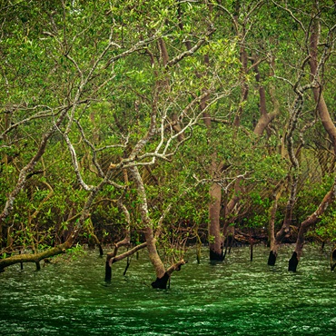 Mangrovie nel Sundarbans NP | Top 3 India Gange | Maitheli Maitra on Unsplash