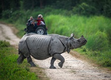 Rinoceronte al Kaziranga National Park