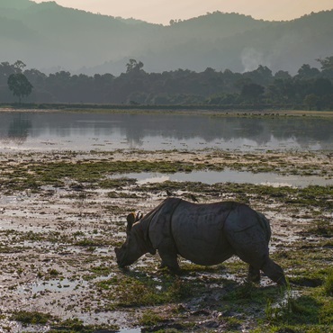 Rinoceronte, Kaziranga National Park | Ashwina Kumar on Unsplash | Top 3 India Nagaland e Hornbill Festival