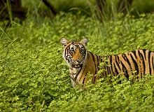 Tigre Rantambhore
