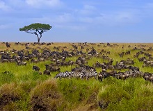 Gnu e zebre nella Masai Mara Game Reserve