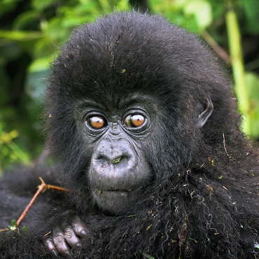 Gorilla di montagna nel Bwindi Impenetrable Forest National Park | Top 3 Uganda