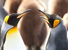 Pinguini Philipp Island