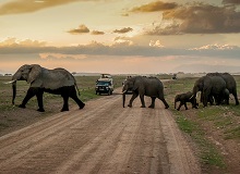 Elefanti nell'Amboseli National Park