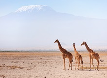 Giraffe nell'Amboseli National Park